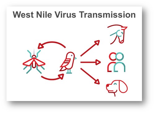 West Nile virus transmission