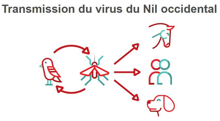 Transmission du virus du Nil occidental