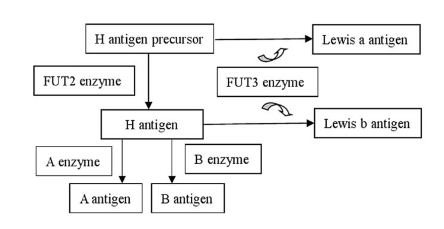 Simplified diagram of how the Lewis system is related to the H and ABO