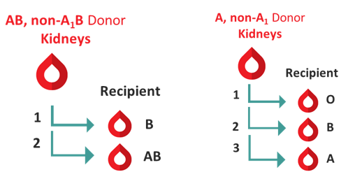“A non-A1“and “AB non-A1B” diagrams