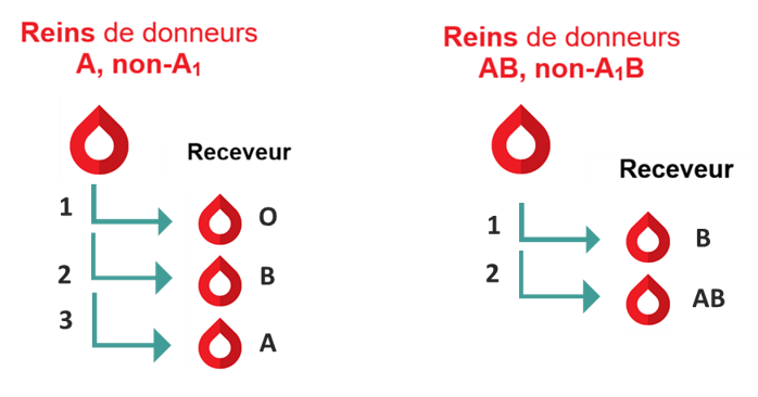 Rein de donneurs A, non-A1 et Rein de donneurs AB, non-A1B
