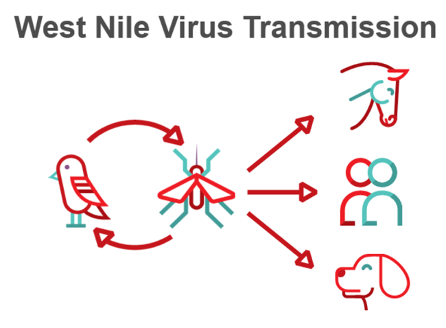 West Nile virus transmission diagrame