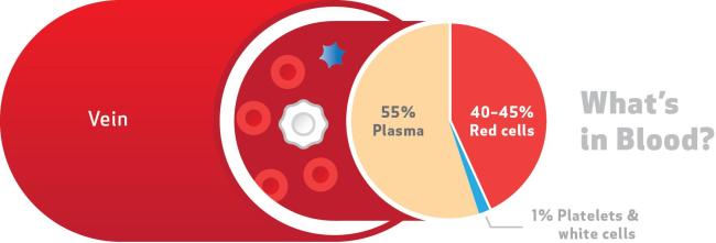 Depicts a graphic of a vein with blood broken down into its components (55% plasma, 40-45% red cells, and 1% platelets and white cells).