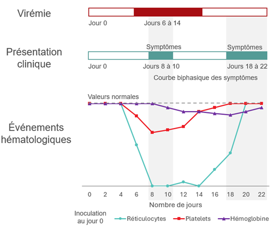 Durée d’un cas typique d’infection au parvovirus B19 chez un adulte immunocompétent.    