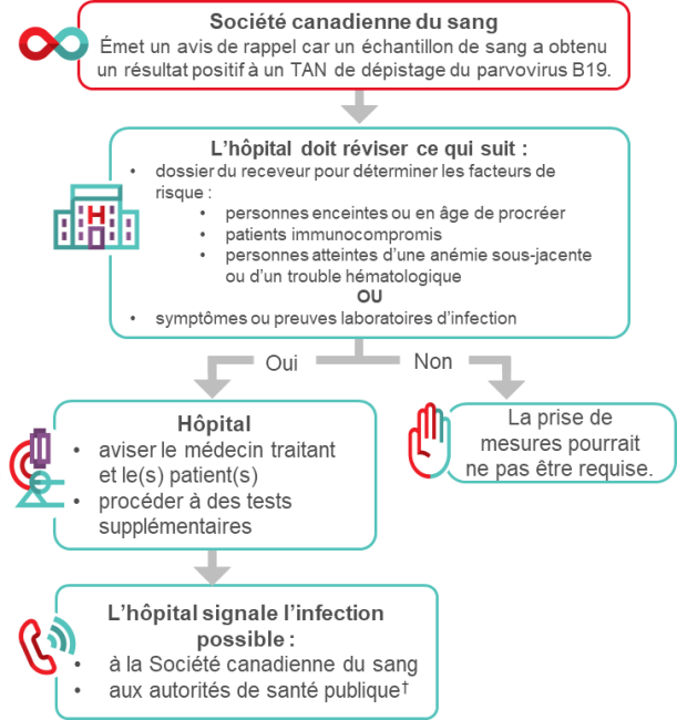 Algorithme suggéré pour le personnel hospitalier responsable de la transfusion pour gérer un rappel de produits en raison de l’obtention d’un résultat positif à un TAN. 